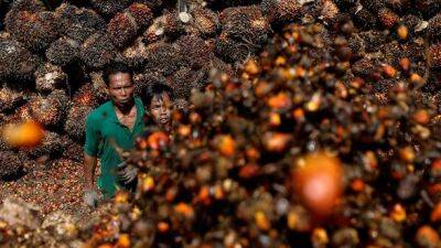 Джоко Видодо - Индонезия - Индонезия, крупнейший в мире производитель пальмового масла, сняла запрет на экспорт - unn.com.ua - Украина - Киев - Индонезия