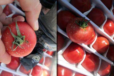 В туркменских томатах вновь обнаружили паразитов. Два месяца назад РФ разрешила их ввоз