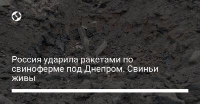 Россия ударила ракетами по свиноферме под Днепром. Свиньи живы
