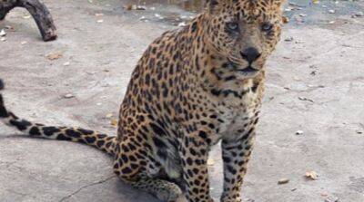 В зоопарке Мариуполя военные рф убили почти 20 животных