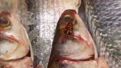 Видео: таракан "пробует" свежую продукцию в рыбном отделе "Шуферсаля" в Тель-Авиве
