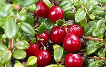 Ученые рассказали ягоду, которая улучшает эпизодическую память