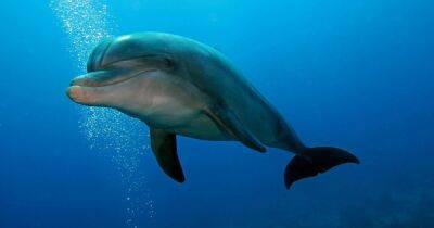 Помогают кораллы. Ученые выяснили, что дельфины занимаются самолечением - focus.ua - Украина - Египет