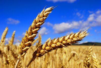 Украинские аграрии засеяли 98% площадей под яровую пшеницу