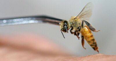 Правда или миф. Ученые рассказали, действительно ли пчелы умирают после того, как ужалят