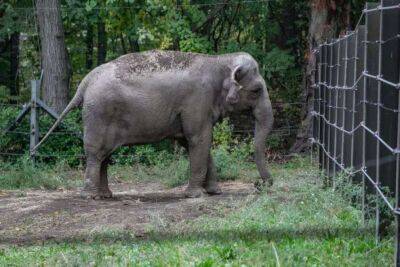 В суде Нью-Йорка рассматривается иск о праве слона на освобождение из зоопарка
