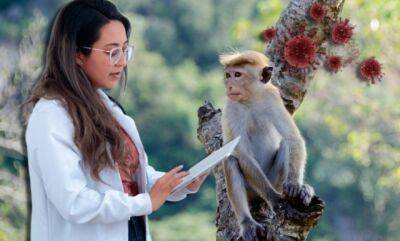 В ВОЗ уверены, что в мире появится больше случаев оспы обезьян