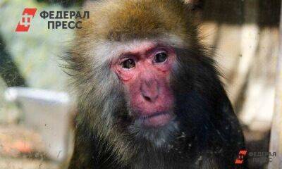 Оспа обезьян в гей-сауне, Турция торгуется из-за НАТО, что злит Путина: что пишут о России за рубежом