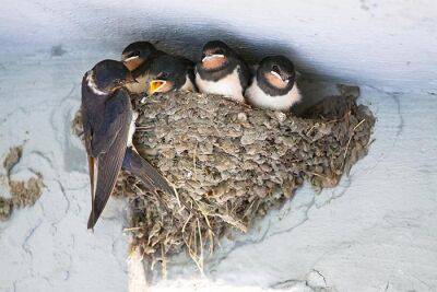 NABU призывает не забирать птенцов, выпавших из гнезда