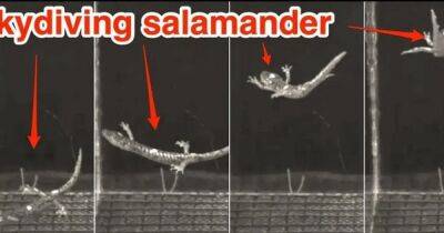 В позе парашютиста. Ученые увидели, как саламандры управляют свободным падением (видео)