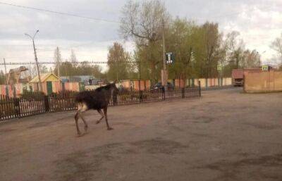 Жителям Тверской области рассказали, что делать при встрече с лосем в городе