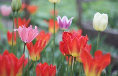 Ботанический сад приглашает жителей Твери на «Бал тюльпанов»