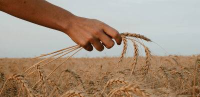 Експерт ООН: запасів пшениці на Землі залишилося всього на 10 тижнів