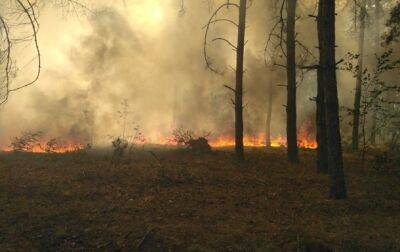 Возле Запорожской АЭС произошел лесной пожар