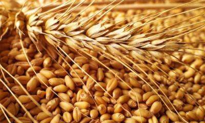 Запасів пшениці у світі залишилося на 10 тижнів