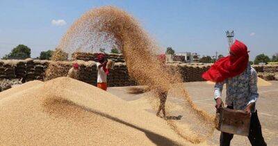 Запасов пшеницы в мире хватит на 10 недель, – аналитик Gro Intelligence