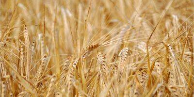 Не допустить голод. Турция договаривается с Украиной и РФ о коридоре для экспорта зерна — Reuters