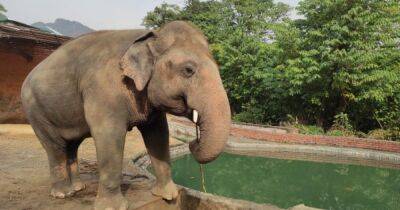 Счастливый Кааван. Как живет "самый одинокий слон в мире " после переезда в Камбоджу