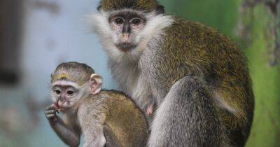 Через половой контакт: ученые назвали основной путь передачи оспы обезьян