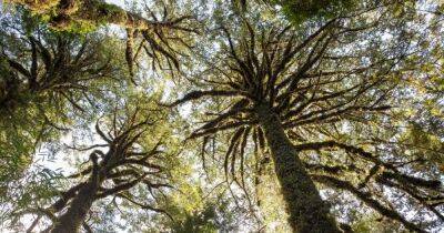 Более 5000 лет: в Чили обнаружили самое старое дерево в мире