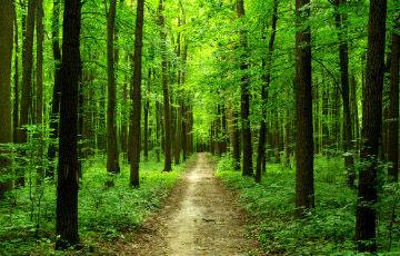 В девяти районах Гомельской области запрещено посещать леса