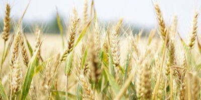 Украина может удовлетворить внутренний и мировой спрос на зерно до конца 2022 года — советник Зеленского