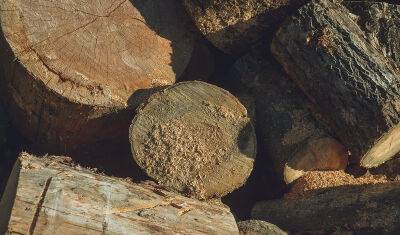 В Тюменской области под заготовку древесины сдадут в аренду на 49 лет тысячи га леса
