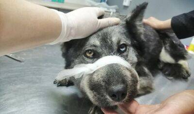В Тюмени ветврачи пытаются спасти собаку, у которой нет шеи