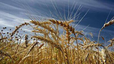 Названы семь перспективных стран для увеличения экспорта зерновых из РФ