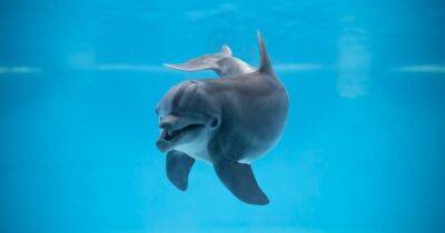 Не только у людей. Ученые выяснили, что у дельфинов есть свой акцент - focus.ua - Украина - Италия
