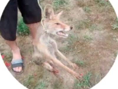 В Андижане жители поймали лисицу, переломали ей ноги и убили прямо перед камерой