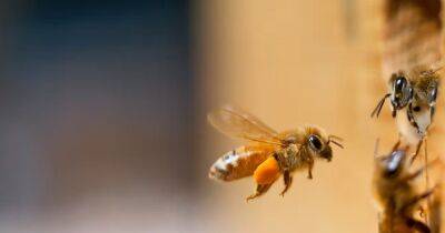Прирожденные математики. Ученые выяснили, что пчелы могут различать четные и нечетные числа - focus.ua - Украина