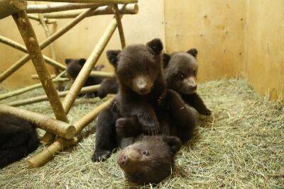 Медвежат в Центре Пажетновых в Тверской области разделили на «старшую» и «младшую» группы