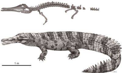 Обезглавленный крокодил раскрыл секреты древней китайской цивилизации (Фото)