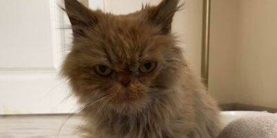 Украинская Grumpy Cat. Кошка из Бородянки нашла новый дом и получила имя