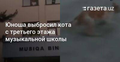 Юноша выбросил кота с третьего этажа музыкальной школы в Ташкенте