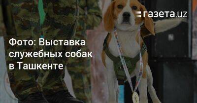 Фото: Выставка служебных собак в Ташкенте