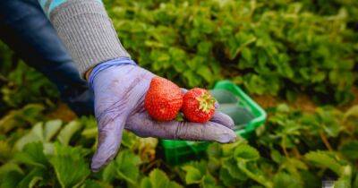 Работники российского автозавода будут собирать фрукты и ягоды вместо машин