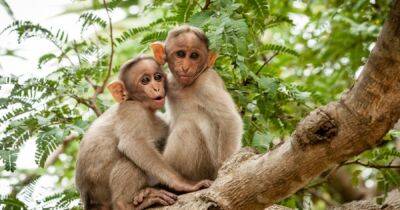 Оспа обезьян: в Нигерии зафиксирован первый случай смерти человека
