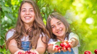В Израиле пройдет фестиваль черешни: развлечения и дегустации всего за 35 шекелей