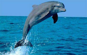 Ученые: Дельфины из разных частей океана общаются на разных диалектах