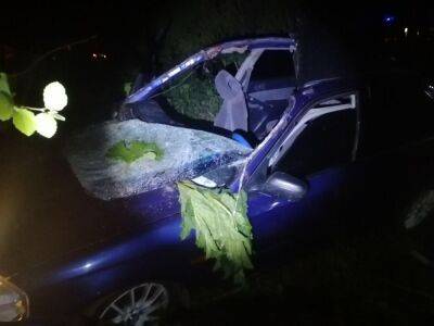 18-летний водитель пострадал в ДТП с лосем на темной дороге в Тверской области