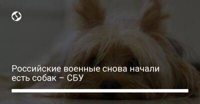 Российские военные снова начали есть собак – СБУ