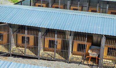 Около 1 000 домашних животных нашли новый дом в Тюмени, Ишиме и Тобольске