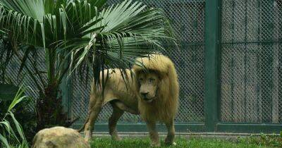 Лев с челкой из китайского зоопарка стал звездой Сети (фото)