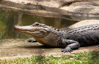 В Индии подросток голыми руками отбился от двухметрового крокодила
