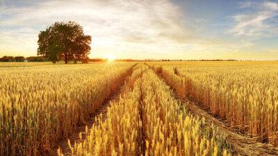 Пшеница в мире резко дорожает, а в Израиле собственное зерно идет на корм для скота