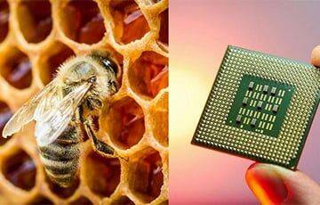 Ученые используют мед для микрочипов завтрашнего дня