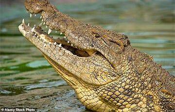 Крокодил раскрыл ученым секреты древней китайской цивилизации