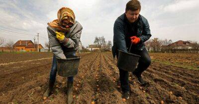 Пора сажать. Угрожает ли Украине дефицит картофеля в 2022 году